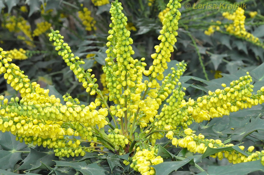 Image of Mahonia bealei specimen.