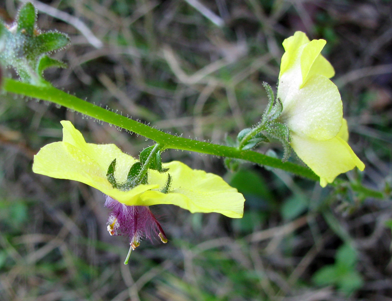 Изображение особи Verbascum blattaria.