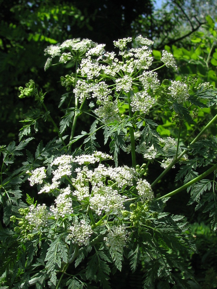 Image of Conium maculatum specimen.