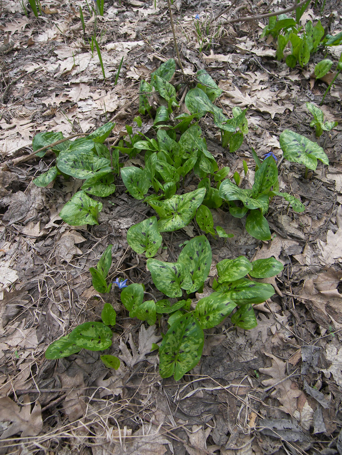 Image of Arum orientale specimen.