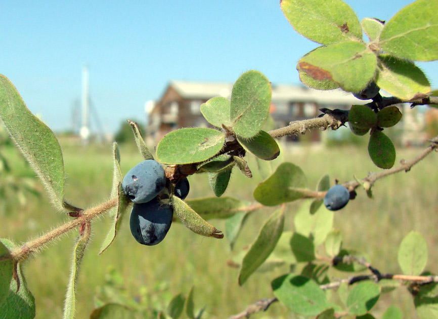 Image of Lonicera pallasii specimen.