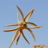Image of taxon representative. Author is Татьяна Мальчинская