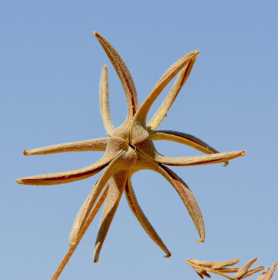 Image of Astragalus asterias specimen.