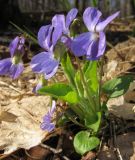 Viola hirta. Цветущее растение. Татарстан, г. Бавлы, лес. 02.05.2013.