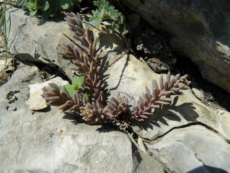 Image of Sedum hispanicum specimen.