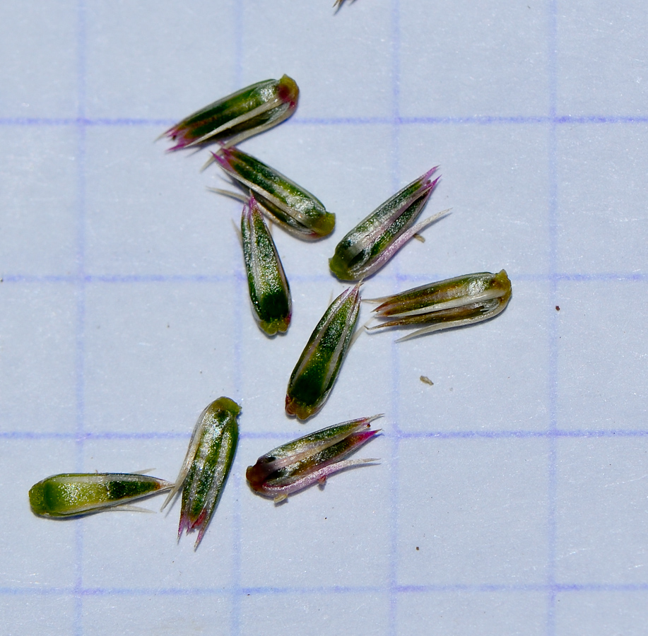 Изображение особи Achyranthes aspera var. sicula.