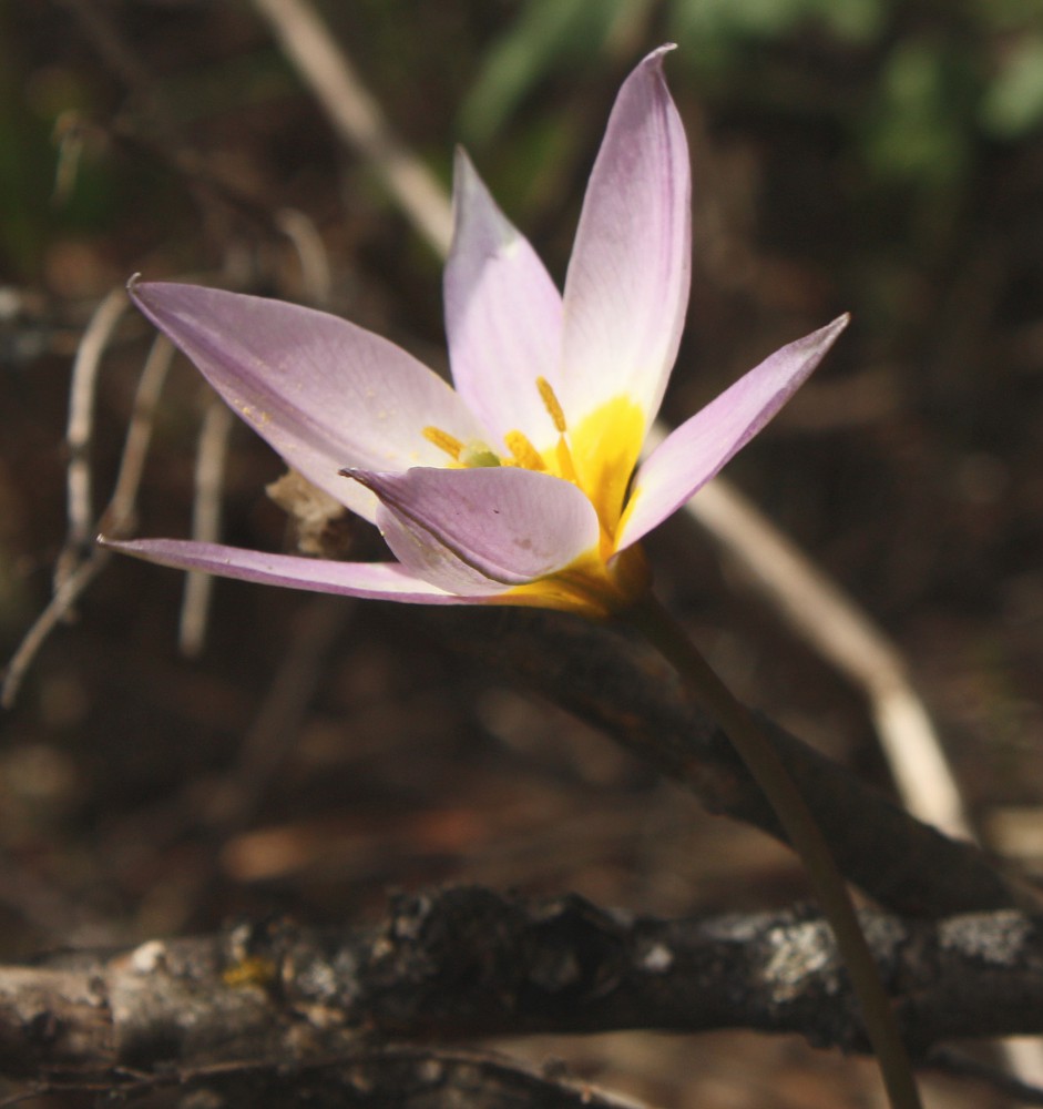 Image of Tulipa patens specimen.