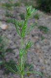 Asperula cretacea