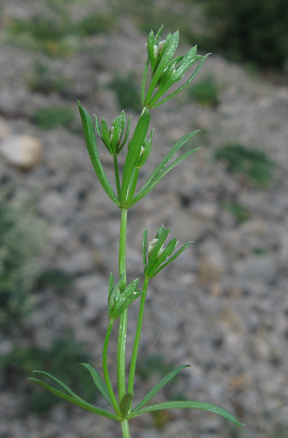 Изображение особи Asperula cretacea.