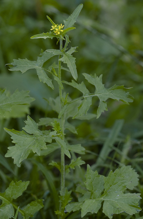 Изображение особи Sisymbrium officinale.