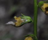 Digitalis laevigata