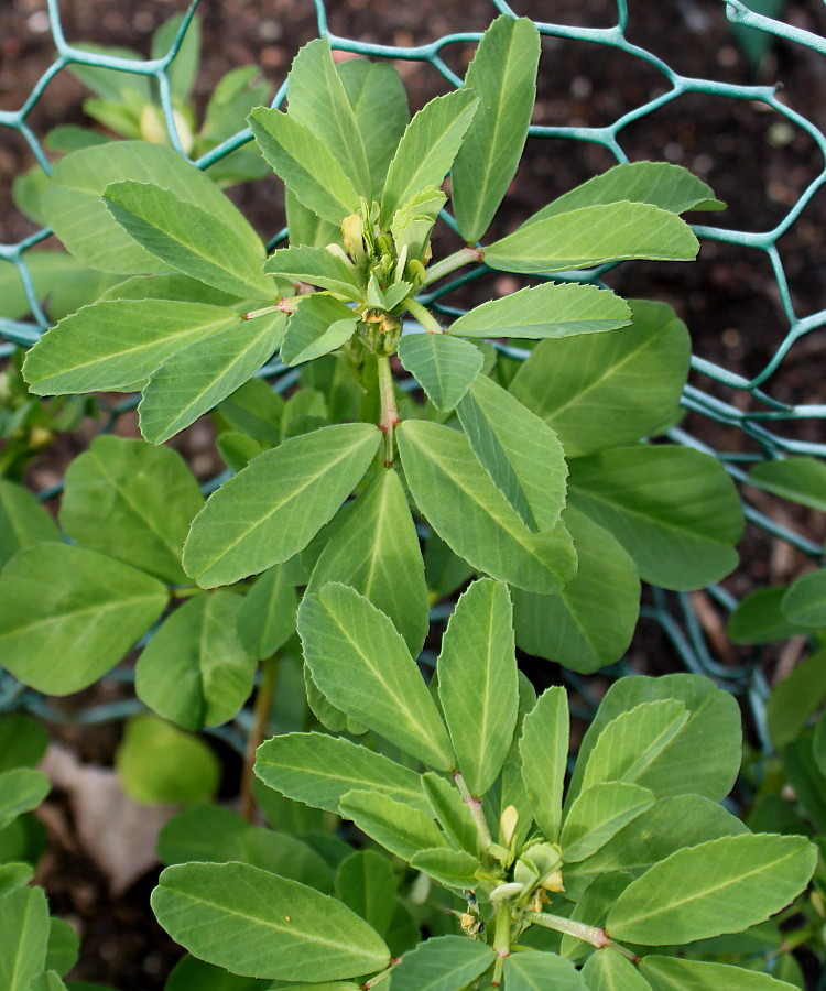 Изображение особи Trigonella foenum-graecum.