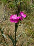 Dianthus capitatus