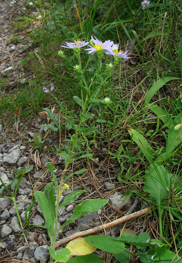 Image of Aster bessarabicus specimen.