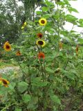 Helianthus annuus