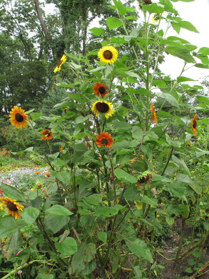 Image of Helianthus annuus specimen.