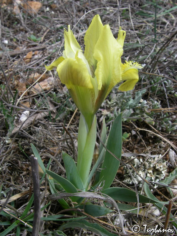 Image of Iris pumila specimen.