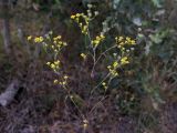 Bupleurum brachiatum. Верхушка цветущего растения. Краснодарский край, окр. г. Крымск, глиняный карьер. 31.08.2013.