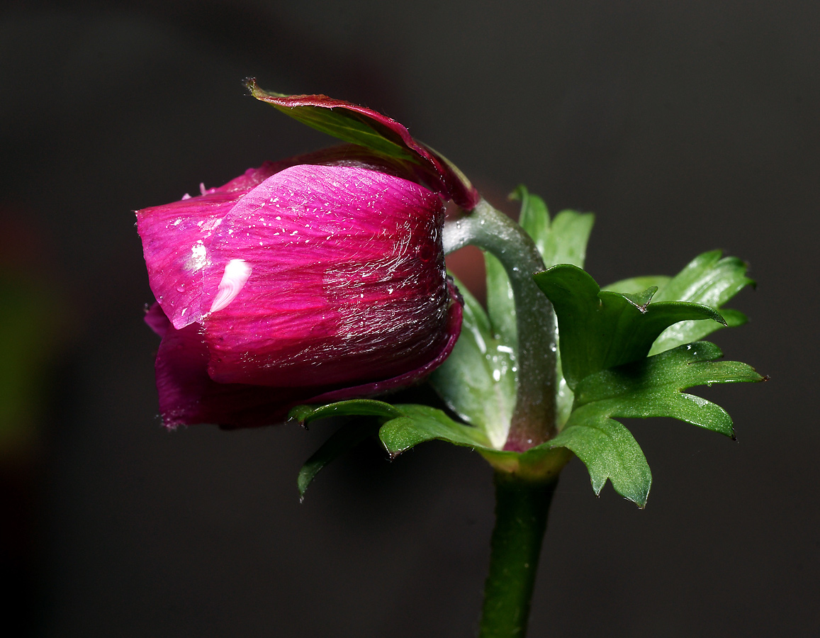 Изображение особи Anemone coronaria.