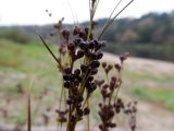 Juncus compressus. Верхушка побега с соплодием. Беларусь, г. Гродно, лесомассив Пышки, правый берег р. Нёман. 13.10.2013.