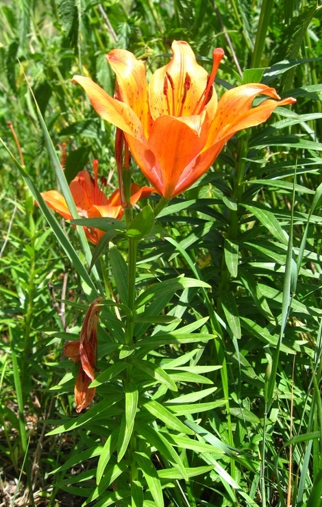 Image of Lilium maculatum specimen.