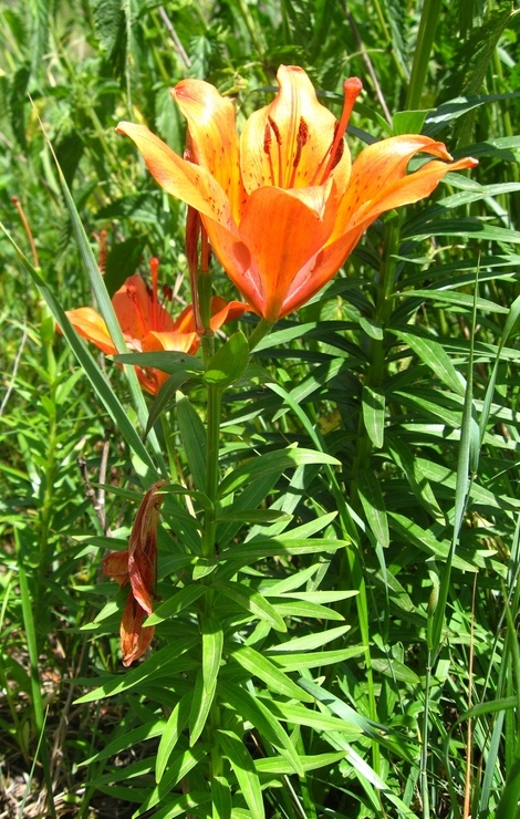 Изображение особи Lilium maculatum.