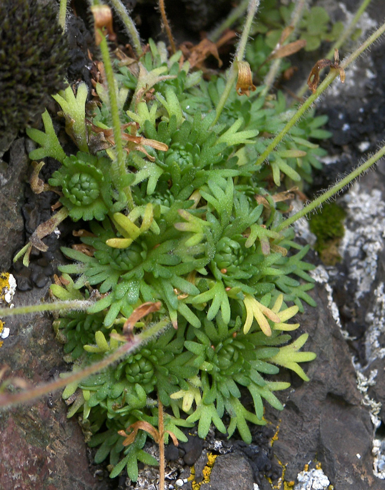 Image of Saxifraga verticillata specimen.