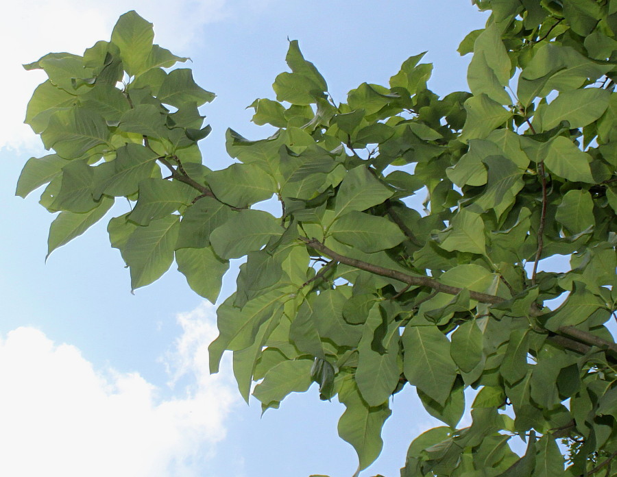 Image of Magnolia acuminata specimen.