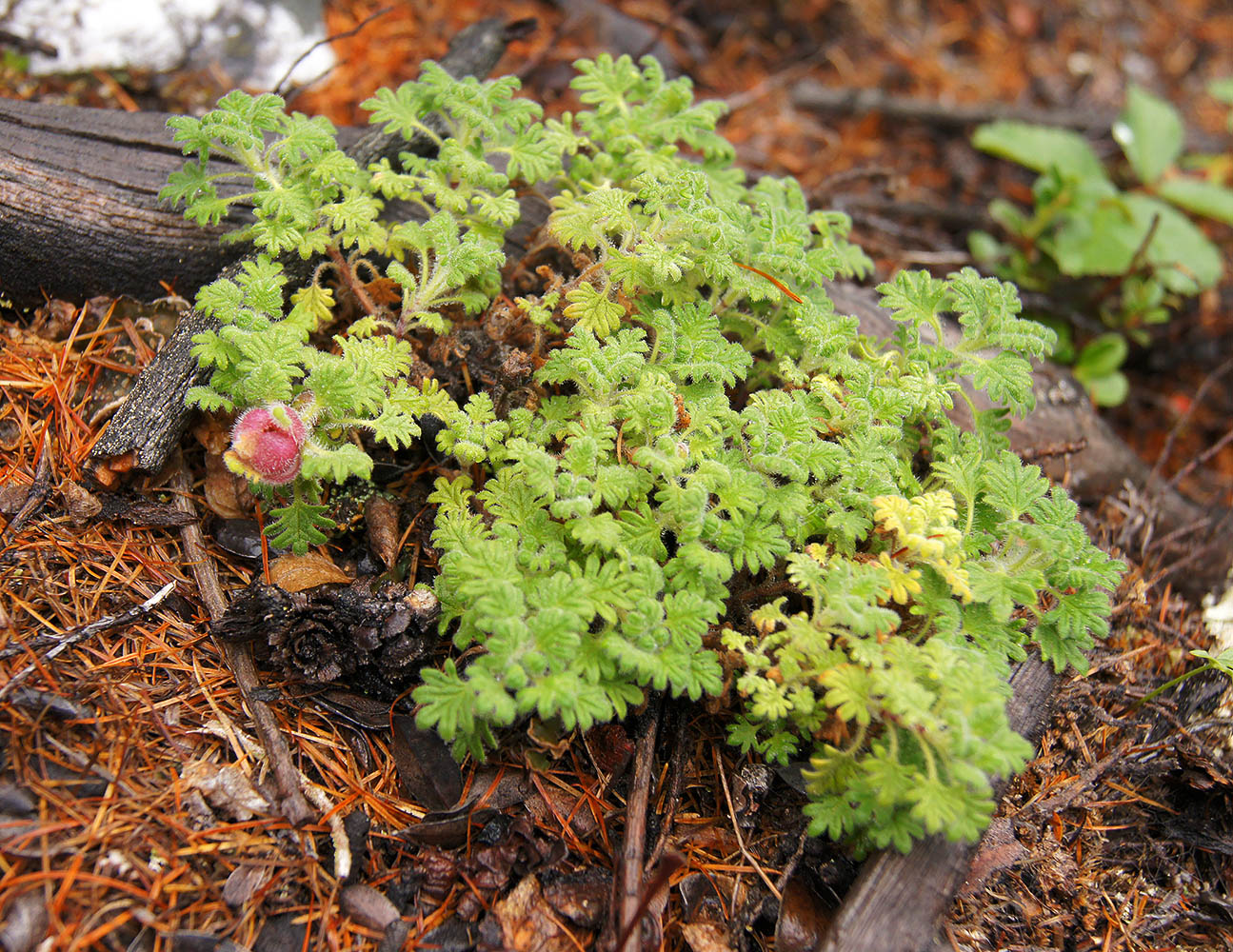 Изображение особи Dracocephalum palmatum.