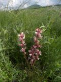 Orobanche alba