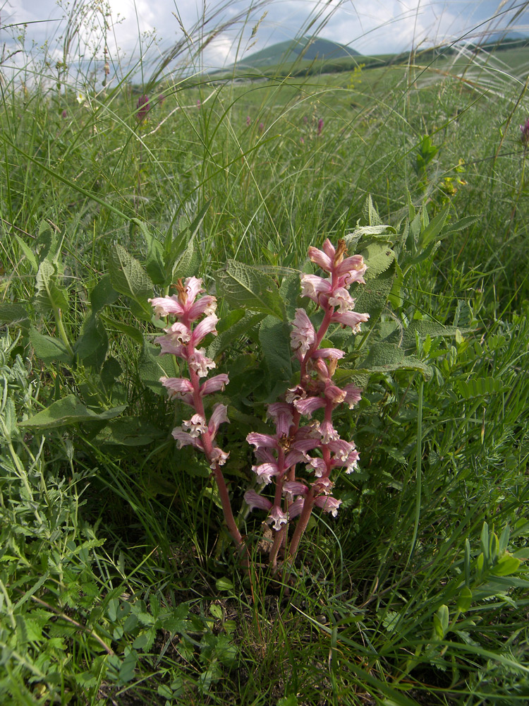 Image of Orobanche alba specimen.