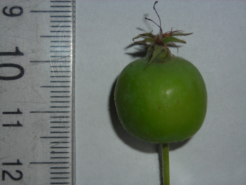 Изображение особи Malus prunifolia.