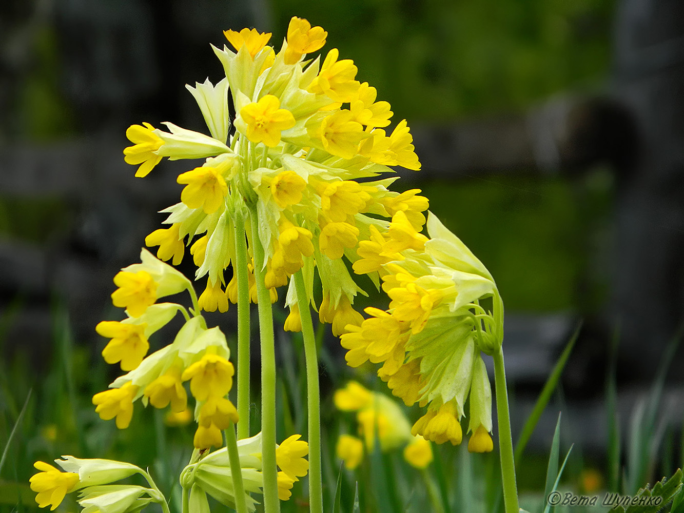 Image of Primula macrocalyx specimen.