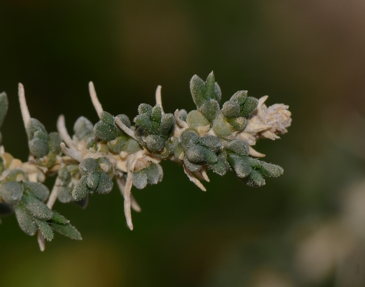 Изображение особи Salsola vermiculata.