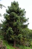 Araucaria angustifolia