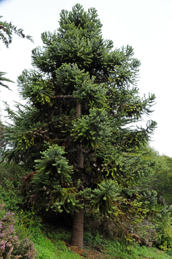 Изображение особи Araucaria angustifolia.