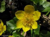 Caltha palustris. Цветок. Украина, Киев, заказник \"Лесники\", болотистая часть. 6 апреля 2014 г.