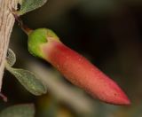 Eremophila laanii. Бутон. Израиль, центральная Арава, пос. Сапир, парк, в культуре. 27.10.2013.