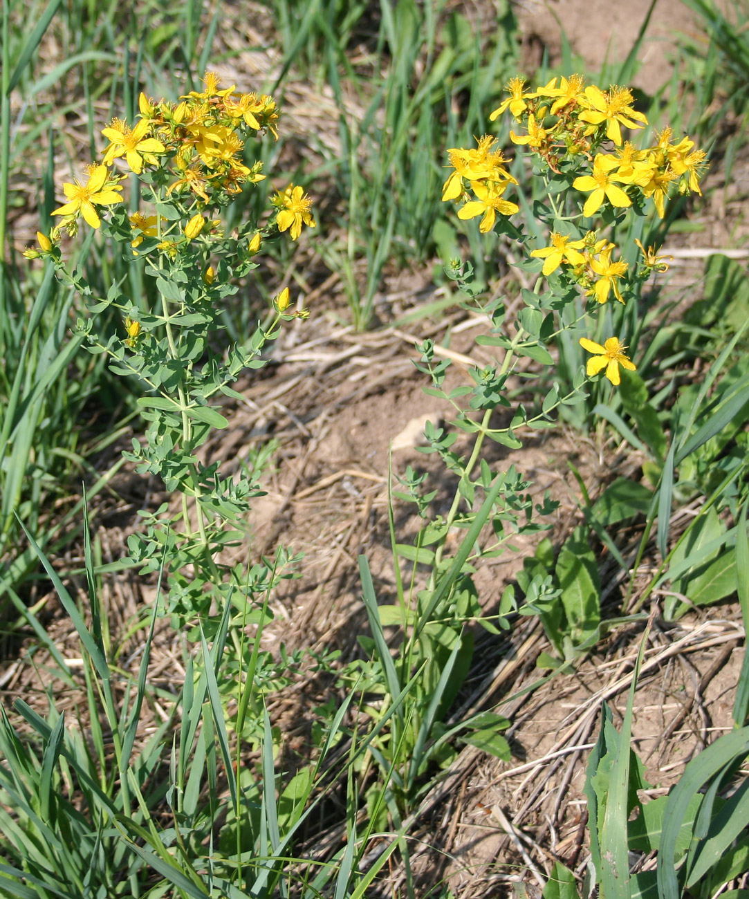 Image of Hypericum perforatum specimen.