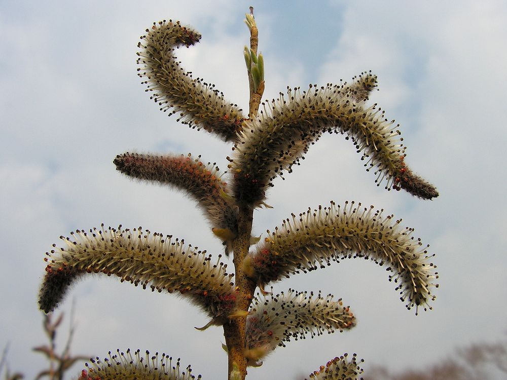 Изображение особи Salix miyabeana.