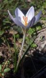 Crocus reticulatus. Цветущее растение. Ростовская обл., Азовский р-н, Александровский лес (Атаманское лесничество), дубовая роща. 23.03.2014.