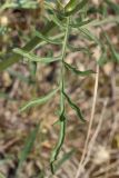 Image of taxon representative. Author is Анатолий Кузьмин