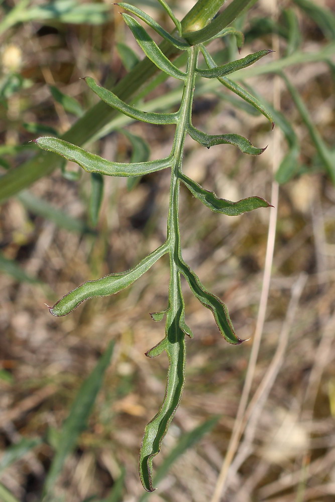 Image of Centaurea orientalis specimen.