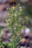 Conyza canadensis