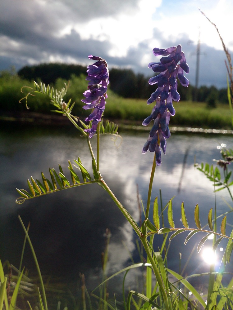 Изображение особи Vicia cracca.