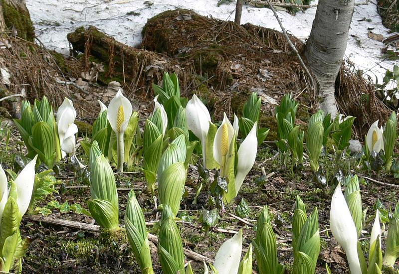 Изображение особи Lysichiton camtschatcensis.