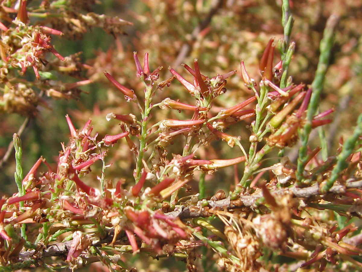 Изображение особи Tamarix gracilis.