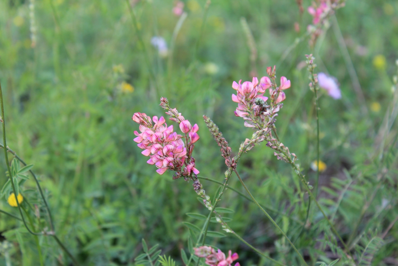 Изображение особи Onobrychis arenaria.