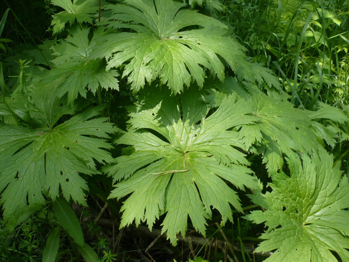 Изображение особи Aconitum septentrionale.