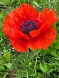 Papaver orientale